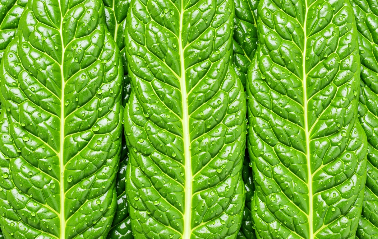 Tekstura zielonych liści